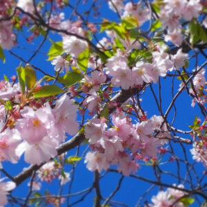 IMG_2774 Vår mingel